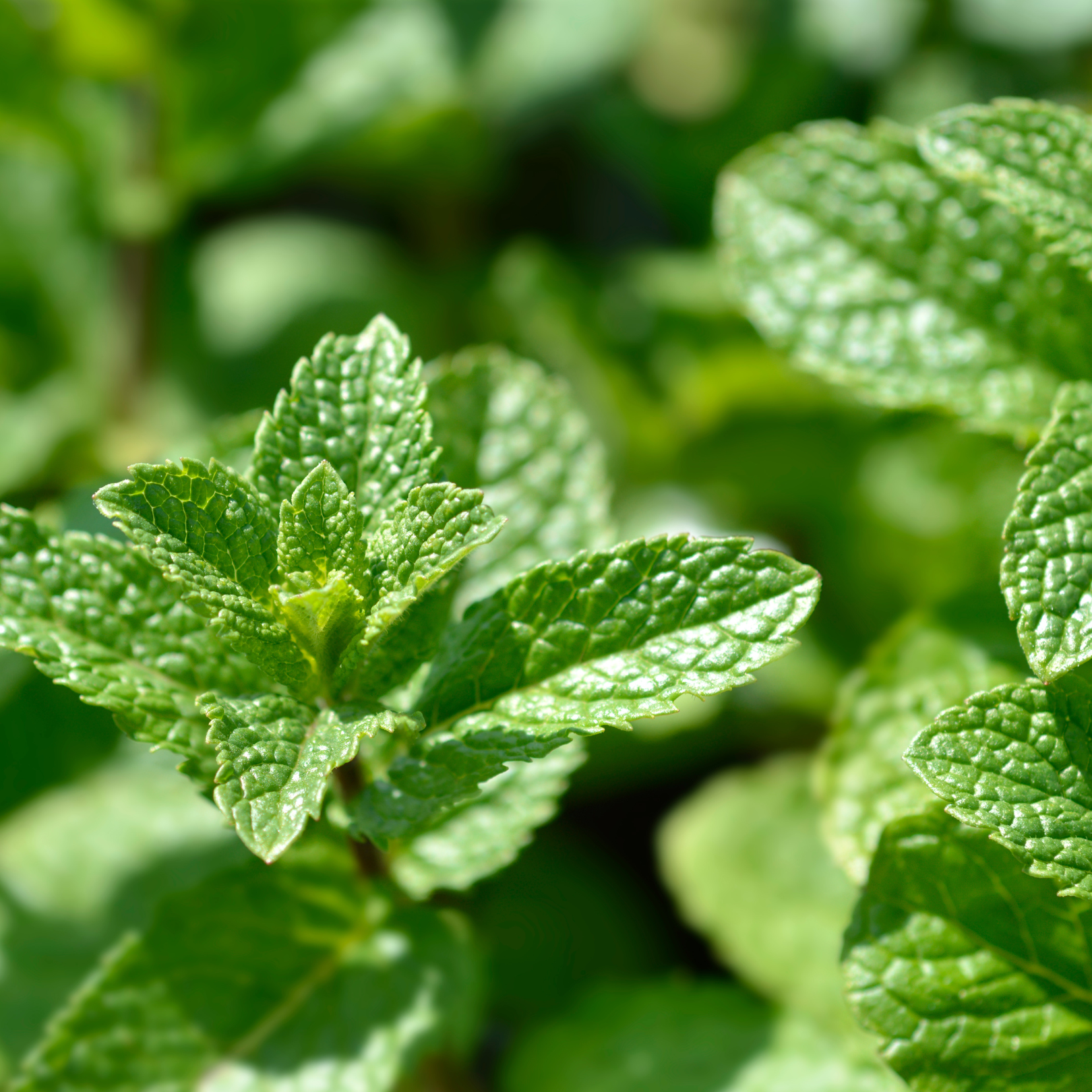The Tooth Wizard | Spearmint Leaves
