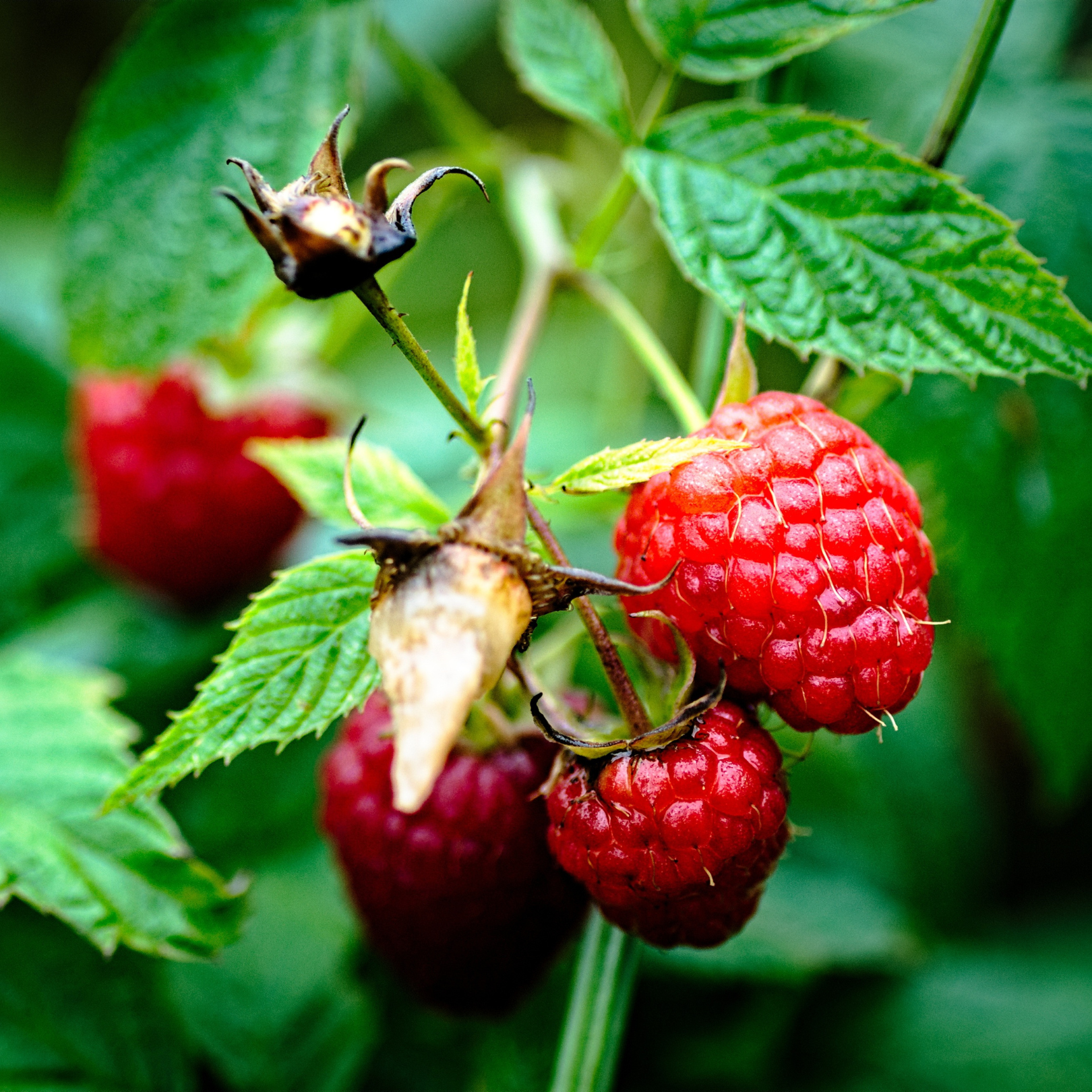 The Tooth Wizard | Raspberry